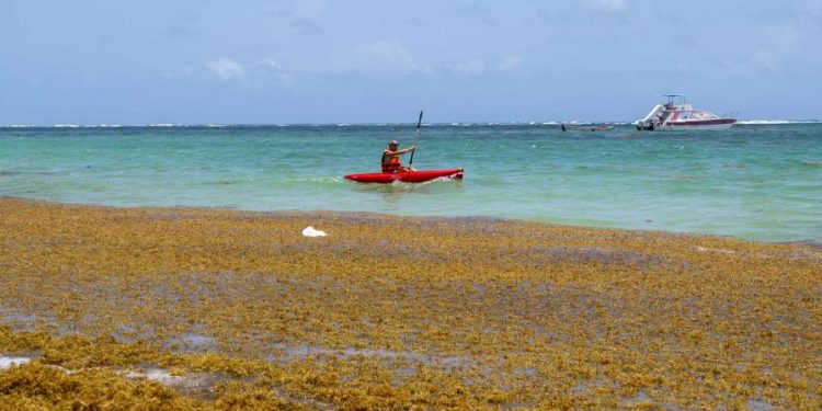 Prevención y recogida, los temas tratados en primera reunión del Gabinete de Sargazo