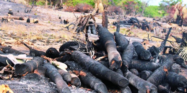 Las Dunas de Baní en ruta a desaparecer por talas y quemas indiscriminadas
