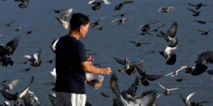 La transmisión de la gripe aviar al hombre es una "gran preocupación", advierte la OMS