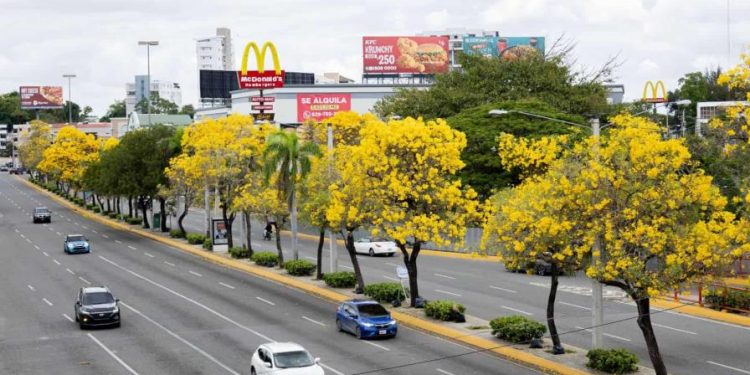 Roble amarillo, el árbol que embellece la ciudad de Santo Domingo