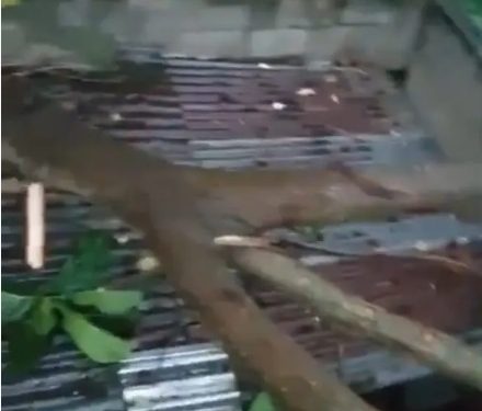 Caída de árbol afecta vivienda en sector de Santiago