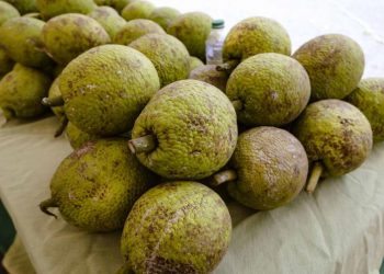 Sembrarán 500,000 plantas de castaña de masa para incrementar su producción en el país