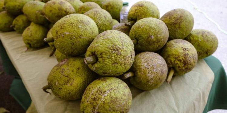 Sembrarán 500,000 plantas de castaña de masa para incrementar su producción en el país