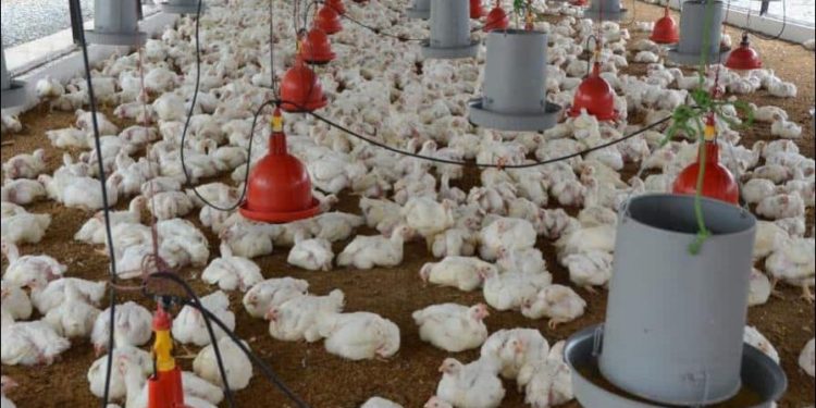 Agricultura distribuye 6 millones de libras de pollo para garantizar su disponibilidad en el mercado