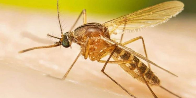 Autoridades de Salud Pública activan la vigilancia por virus Oropouche