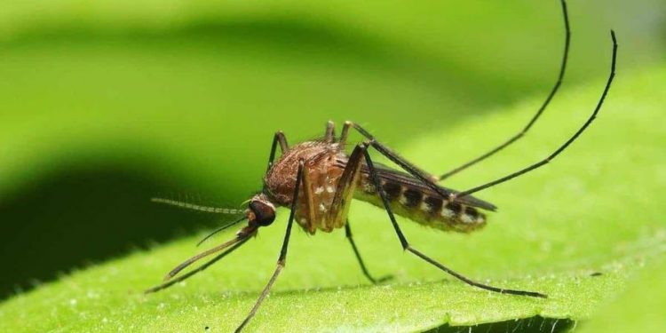 República Dominicana detecta virus "Oropouche”