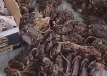 Autoridades incautan más de 30 docenas de jaibas en Hato Mayor