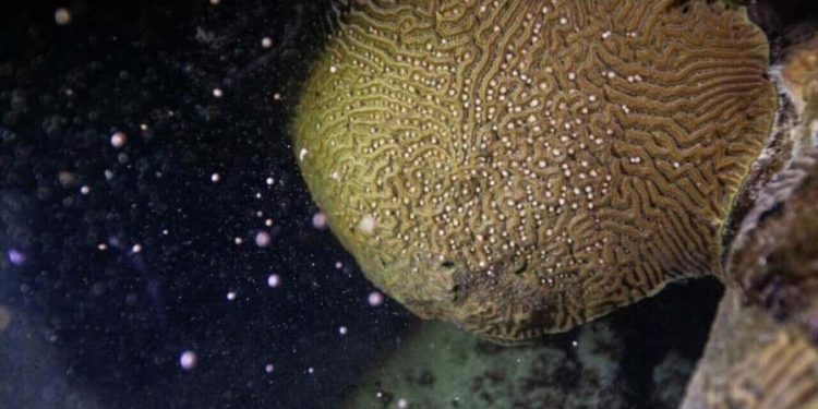 Cuba y RD trabajan en el monitoreo y conservación de los corales del oeste cubano