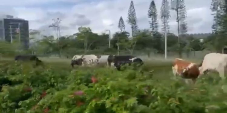 Alcaldía de Santiago retiene varias reses y multa a su propietario