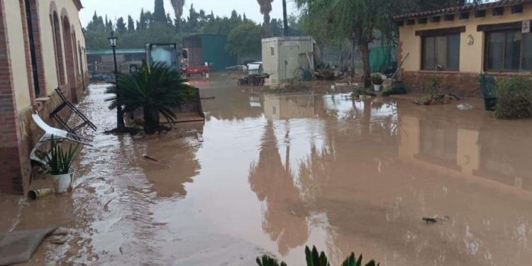 "Nos salvamos de chepa", dominicanos cuentan cómo sortearon las inundaciones en Valencia
