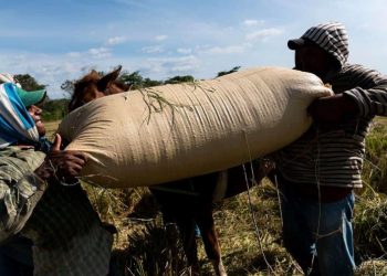 Legisladores del PRM favorecen permisos laborales a haitianos para evitar crisis en sector agrícola