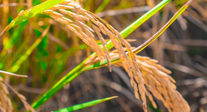 Gobierno anuncia medidas para salvaguardar la producción de arroz nacional