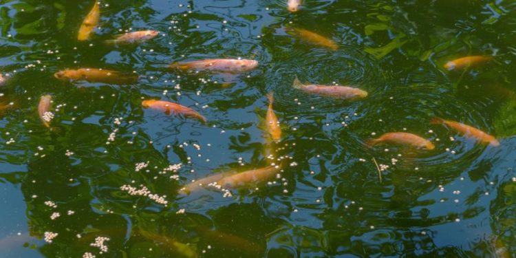 Las ganancias y el interés en las tilapias eleva su producción en 48.7 % en cuatro años