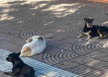 Sin dueños pero en casa: los perros de la Ciudad Colonial