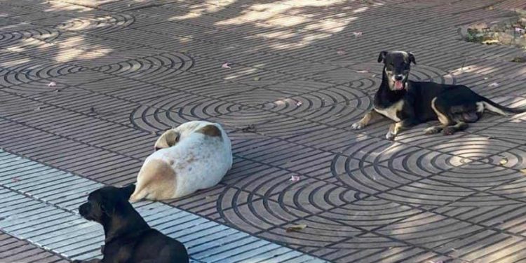 Sin dueños pero en casa: los perros de la Ciudad Colonial