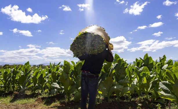 El financiamiento al tabaco reactiva su producción en Dajabón y Santiago Rodríguez