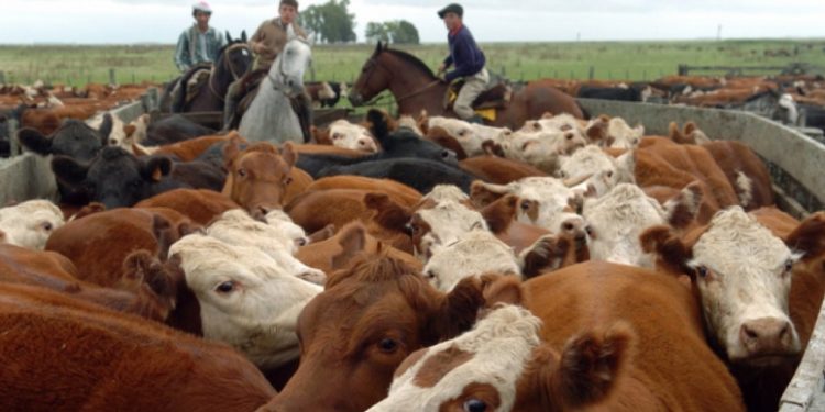 La DGII obliga al subsector carne bovina a retener un 1% de renta de vendedores informales