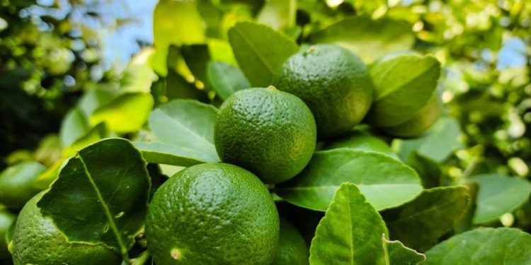 La República Dominicana exporta 11,539 toneladas de limones en cuatro años