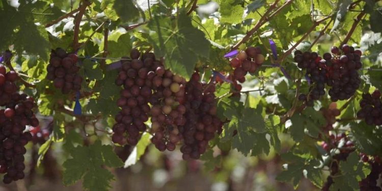 República Dominicana envía los primeros tres contenedores de uvas de mesa a los EE. UU.