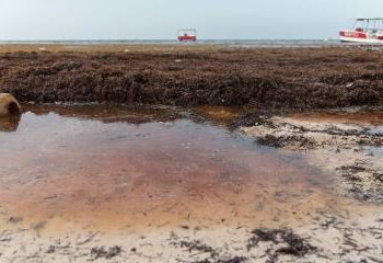 Ciencia dominicana busca anticiparse al sargazo con modelo satelital y datos en tiempo real