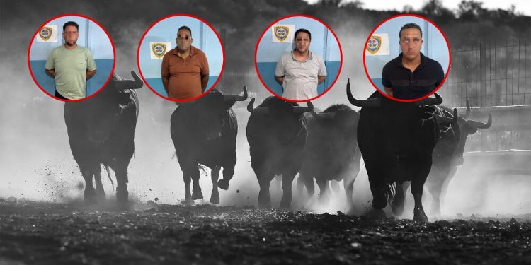 Policía arresta a "Breo", "El Chulo" y "El Niño" por robo de 20 toros en Santiago
