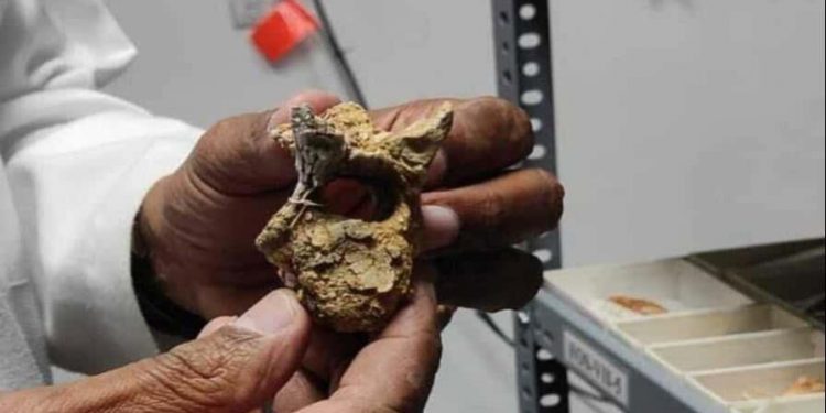 Fósiles hallados en República Dominicana aportan datos sobre pasado de la isla