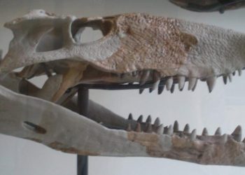 Descubren fósiles de un antiguo depredador prehistórico en Sabana Grande de Boyá