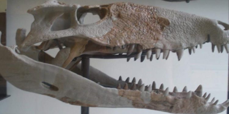 Descubren fósiles de un antiguo depredador prehistórico en Sabana Grande de Boyá
