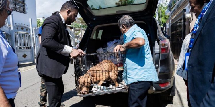 Alcaldía de Santiago rescata perro víctima de maltrato con perdigones
