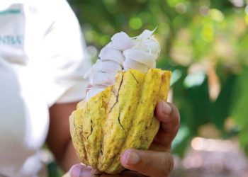 El cacao dominicano se cotiza como "oro agrícola" en los mercados internacionales