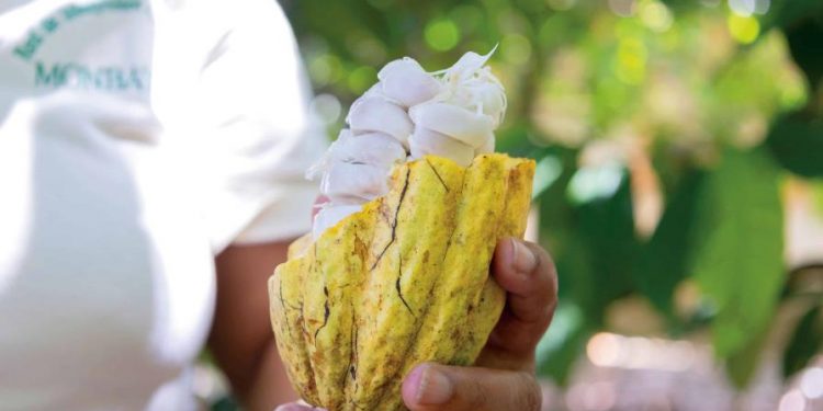 El cacao dominicano se cotiza como "oro agrícola" en los mercados internacionales