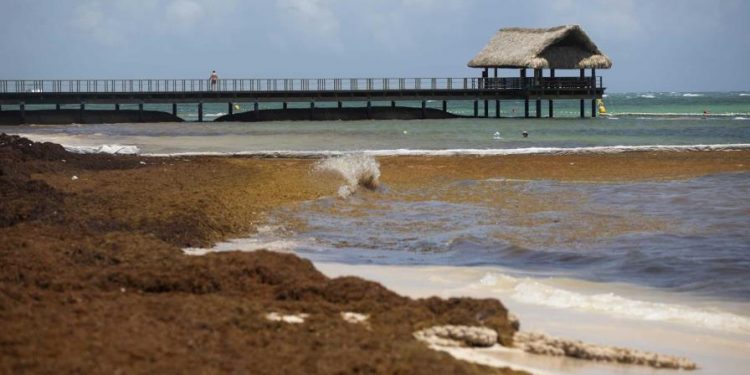 Lanzan plan de emergencia para recogida de sargazo en playas