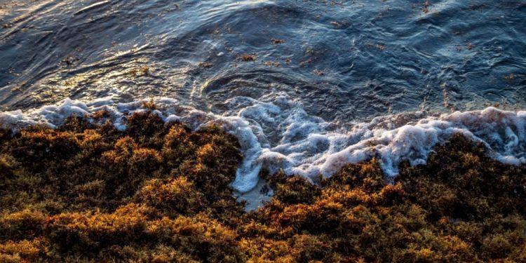 República Dominicana y México se alían para combatir el sargazo en el Caribe