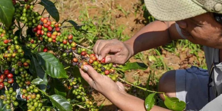 ¿Puede la República Dominicana beneficiarse de los aranceles del 50 % a Brasil sobre el café?