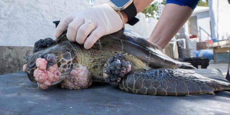 Reportan tumores que amenazan la vida de tortugas marinas en la República Dominicana