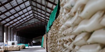 El Ingenio Porvenir sustituye mano de obra haitiana por cosechadoras