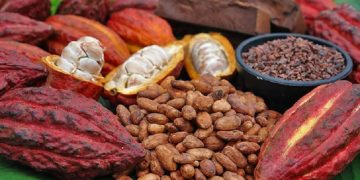 La producción de cacao baja y también el precio en los mercados internacionales