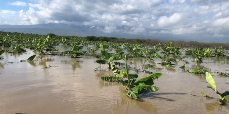 Huracán Melissa: Más de 4,000 evacuados y pérdidas millonarias en producción agrícola del Sur