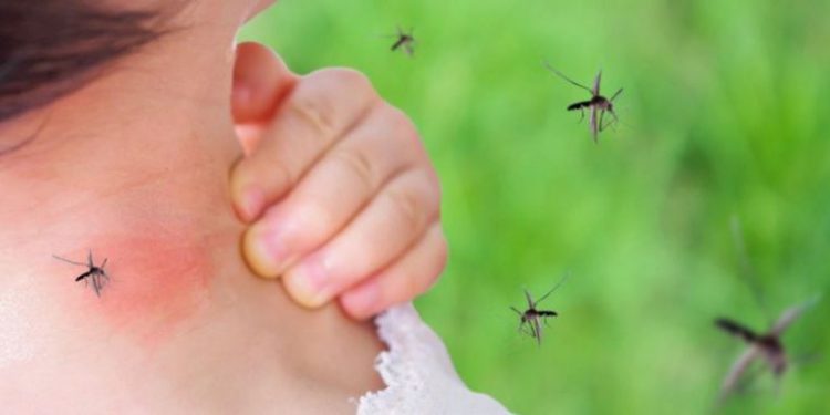 Tres provincias registran el 95% casos de malaria