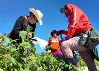 Trump propone reducir salarios a campesinos con visa H-2A