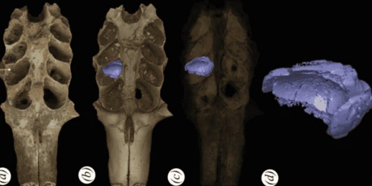 Hallan en RD nidos fósiles de abejas construidos en las mandíbulas de mamíferos prehistóricos