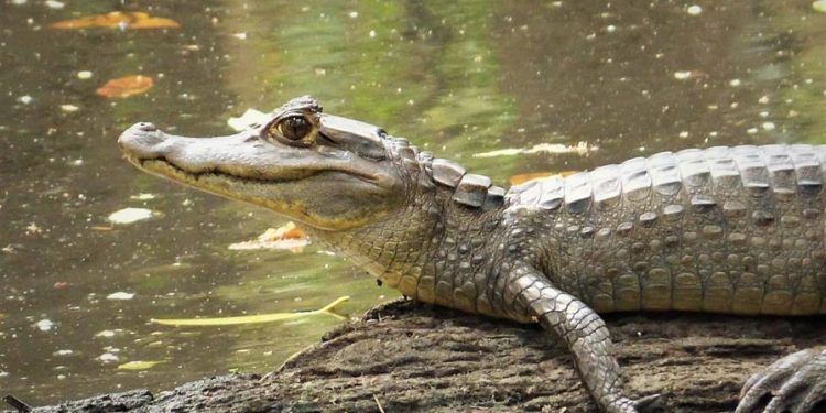 Medio Ambiente autoriza introducción de dos especies exóticas al Zoológico Nacional