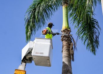 Alcaldía de Santiago realiza operativo de poda de palmas en la avenida 27 de Febrero