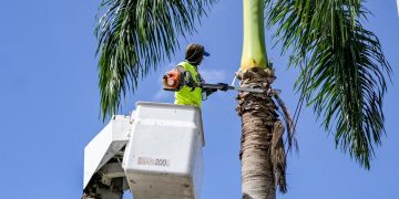 Alcaldía de Santiago realiza operativo de poda de palmas en la avenida 27 de Febrero