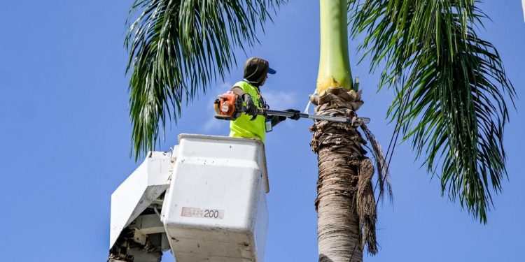 Alcaldía de Santiago realiza operativo de poda de palmas en la avenida 27 de Febrero