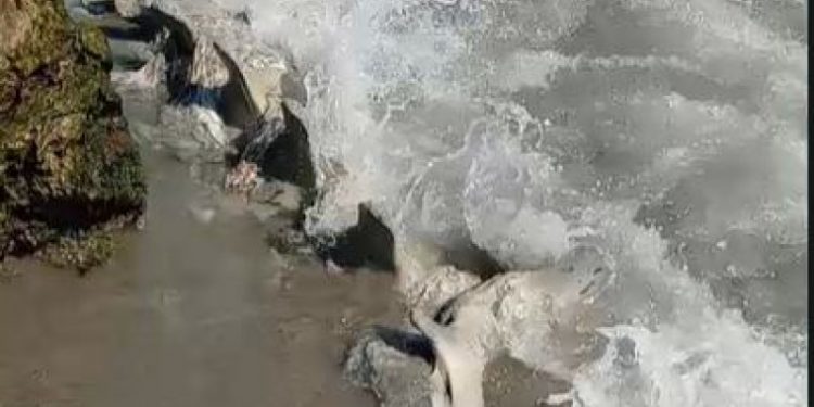 Hallan restos que serían de ballena en la desembocadura del río Yaque del Sur