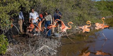 Zoológico dominicano libera 12 flamencos en Salinas de Baní