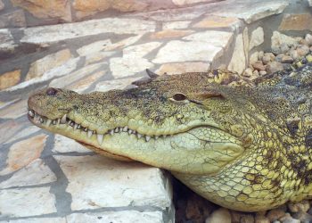Buscan cocodrilo que escapó de un rancho en Puerto Plata; piden no capturarlo ni alimentarlo