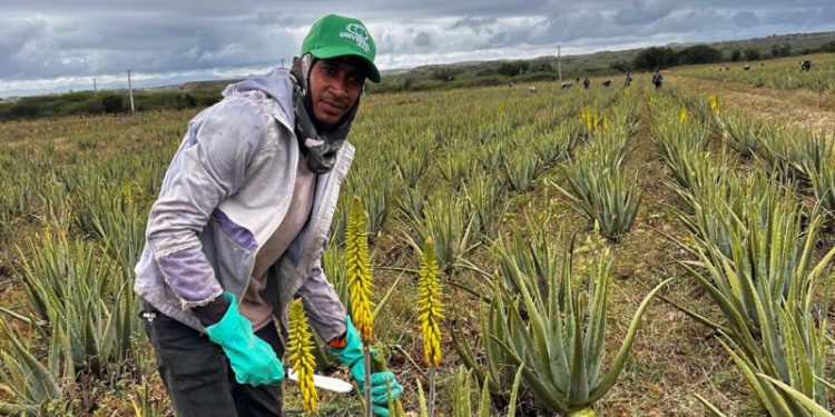 El “Oro Verde” de Monte Cristi: La multinacional que mueve US$8 millones
