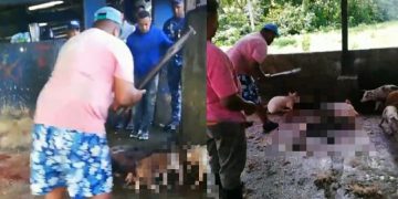 Fedda repudia el sacrificio “a palos” de cerdos decomisados en Nagua